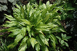 Yellow Splash Hosta (Hosta 'Yellow Splash') at Lakeshore Garden Centres