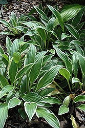Chantilly Lace Hosta (Hosta 'Chantilly Lace') at Lakeshore Garden Centres