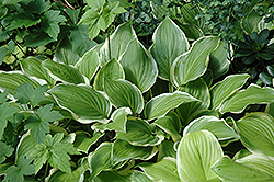 Iron Gate Glamour (Hosta 'Iron Gate Glamour') at Lakeshore Garden Centres