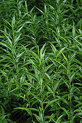 Sweet Box (Sarcococca saligna) at Lakeshore Garden Centres
