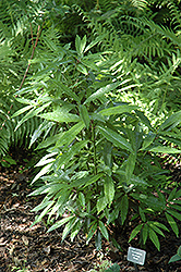 Northern Japanese Aucuba (Aucuba japonica 'var. borealis') at Lakeshore Garden Centres