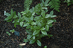 Wisley Dwarf Aucuba (Aucuba japonica 'Wisley Nana') at Lakeshore Garden Centres