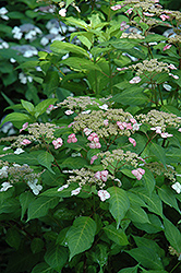 Golden Sunlight Hydrangea (Hydrangea serrata 'Golden Sunlight') at Lakeshore Garden Centres