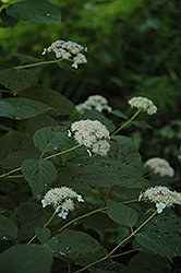 Pink Pincushion Hydrangea (Hydrangea arborescens 'Pink Pincushion') at Lakeshore Garden Centres
