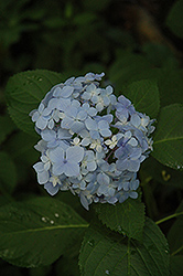 Mousseline Hydrangea (Hydrangea macrophylla 'Mousseline') at Lakeshore Garden Centres