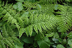 Upside Down Fern (Arachniodes standishii) at Lakeshore Garden Centres