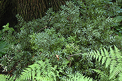 Butcher's Broom (Ruscus aculeatus) at Lakeshore Garden Centres