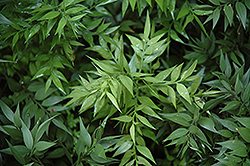 Butcher's Broom (Ruscus aculeatus) at Lakeshore Garden Centres