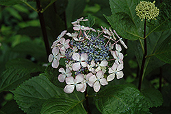 Midnight Duchess Hydrangea (Hydrangea macrophylla 'Midnight Duchess') at Lakeshore Garden Centres