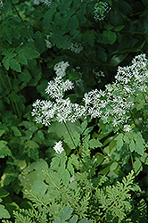 Meadow Rue (Thalictrum filamentosum) at Lakeshore Garden Centres