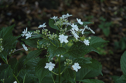 Sumida No Hanabi Hydrangea (Hydrangea macrophylla 'Sumida No Hanabi') at Lakeshore Garden Centres