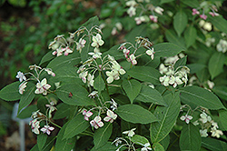Shichidanka Hydrangea (Hydrangea serrata 'Shichidanka') at Lakeshore Garden Centres