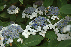 Geisha Girl Hydrangea (Hydrangea macrophylla 'Geisha Girl') at Lakeshore Garden Centres