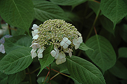 Shishiba Hydrangea (Hydrangea 'Shishiba') at Lakeshore Garden Centres