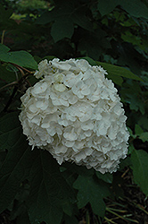 Emerald Lake Hydrangea (Hydrangea quercifolia 'Emerald Lake') at Lakeshore Garden Centres