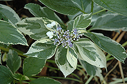 Wave Hill Hydrangea (Hydrangea macrophylla 'Wave Hill') at Lakeshore Garden Centres