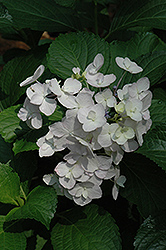 Skips Hydrangea (Hydrangea macrophylla 'Skips') at Lakeshore Garden Centres