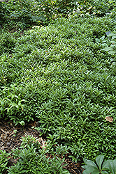 Dwarf Sweet Box (Sarcococca hookeriana 'var. humilis') at Lakeshore Garden Centres