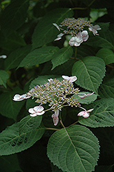 Shishiva Hydrangea (Hydrangea serrata 'Shishiva') at Lakeshore Garden Centres