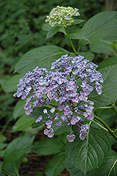 Uzu Hydrangea (Hydrangea macrophylla 'Uzu') at Lakeshore Garden Centres
