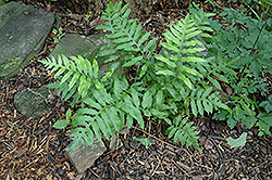 Netted Chain Fern (Woodwardia areolata) at Lakeshore Garden Centres