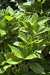 Roxanne Aucuba (Aucuba japonica 'Roxanne') at Lakeshore Garden Centres