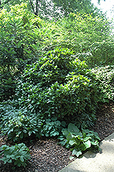 Roxanne Aucuba (Aucuba japonica 'Roxanne') at Lakeshore Garden Centres