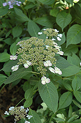 Intermedia Hydrangea (Hydrangea serrata 'Intermedia') at Lakeshore Garden Centres