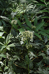 Emerald Lace Hydrangea (Hydrangea arborescens 'Emerald Lace') at Lakeshore Garden Centres