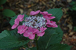 Sunset Hydrangea (Hydrangea macrophylla 'Sunset') at Lakeshore Garden Centres