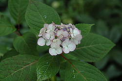 Preziosa Hydrangea (Hydrangea serrata 'Preziosa') at Lakeshore Garden Centres