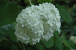 Delores Hydrangea (Hydrangea arborescens 'Delores') at Lakeshore Garden Centres