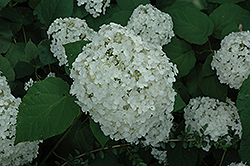 Balsam Hydrangea (Hydrangea arborescens 'Balsam') at Lakeshore Garden Centres