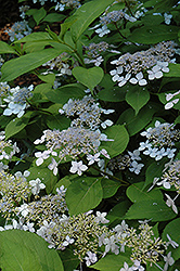 Blue Deckle Hydrangea (Hydrangea serrata 'Blue Deckle') at Lakeshore Garden Centres