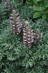Summer Beauty Bear's Breeches (Acanthus mollis 'Summer Beauty') at Lakeshore Garden Centres