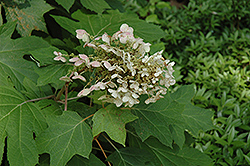 Ice Crystal Hydrangea (Hydrangea quercifolia 'Ice Crystal') at Lakeshore Garden Centres