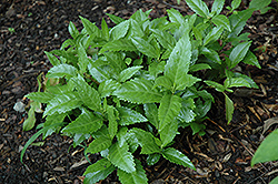 Sarcandra (Sarcandra glabra) at Lakeshore Garden Centres