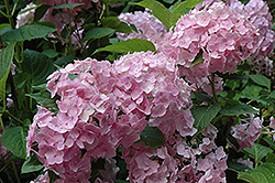 Frillibet Hydrangea (Hydrangea macrophylla 'Frillibet') at Lakeshore Garden Centres
