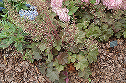Mocha Coral Bells (Heuchera 'Mocha') at Lakeshore Garden Centres