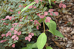 Little Rose Dawn Fringeflower (Loropetalum chinense 'Griffcrl') at Lakeshore Garden Centres