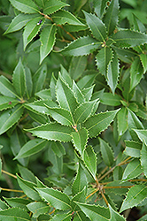 Fortune's Sweet Olive (Osmanthus x fortunei) at Lakeshore Garden Centres