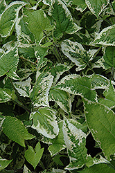 Fuji Snow Variegated Japanese Sage (Salvia nipponica 'Fuji Snow') at Lakeshore Garden Centres