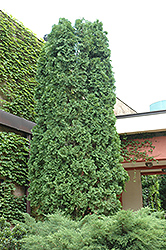 Pyramidal Arborvitae (Thuja occidentalis 'Pyramidalis') at Lakeshore Garden Centres