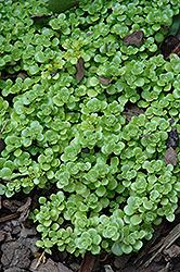 Limelight Stonecrop (Sedum makinoi 'Limelight') at Lakeshore Garden Centres