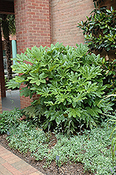 Japanese Fatsia (Fatsia japonica) at Lakeshore Garden Centres