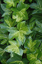 Golden Variegated Fatshedera (Fatshedera x lizei 'Aureovariegata') at Lakeshore Garden Centres