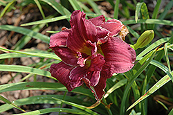 Double Grapette Daylily (Hemerocallis 'Double Grapette') at Lakeshore Garden Centres