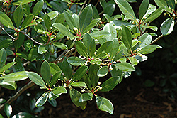 Japanese Cleyera (Ternstroemia gymnanthera) at Lakeshore Garden Centres