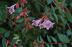 Little Richard Glossy Abelia (Abelia x grandiflora 'Little Richard') at Lakeshore Garden Centres