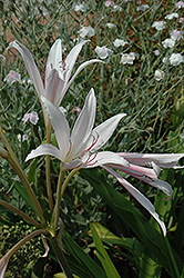 Pecan Tree Inn Crinum (Crinum x eboracii 'Pecan Tree Inn') at Lakeshore Garden Centres